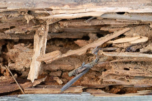 Prancha de madeira danificada . — Fotografia de Stock