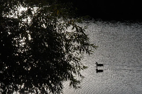 鸟类在湖边. — 图库照片