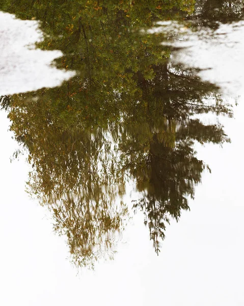 Riflessione in una pozzanghera. — Foto Stock