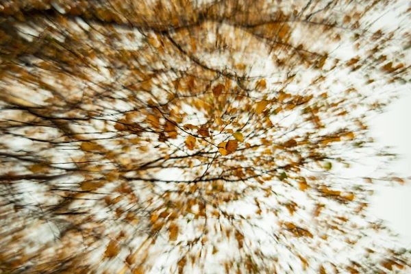 Trees in an impressionism style. — Stock Photo, Image