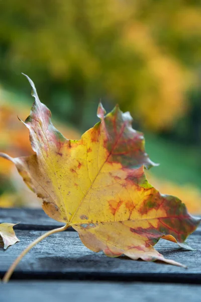 Blatt auf Holzoberfläche. — Stockfoto