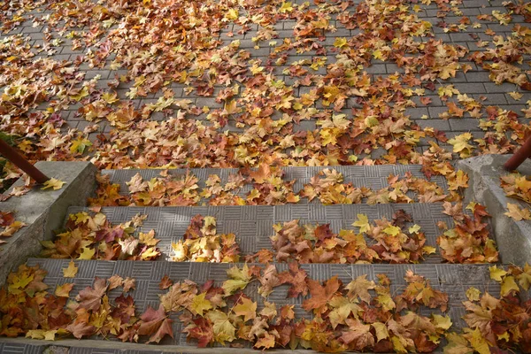 Кленовые листья на лестнице снаружи . — стоковое фото