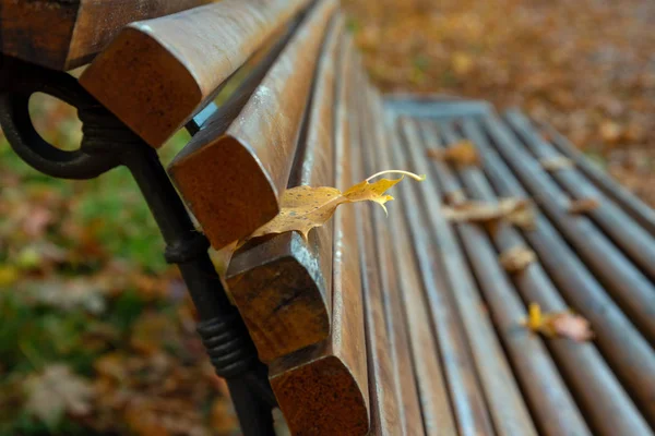 Panchina con foglie d'acero in un parco . — Foto Stock