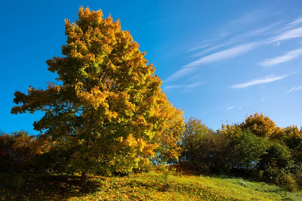 Träd och buskar en höstsäsong. — Stockfoto