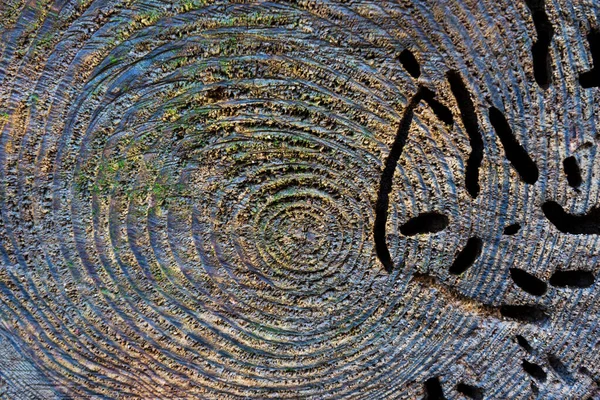 Natural Wood Surface Rings Holes Worms — Stock Photo, Image