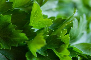 Bahar zamanı yeşil maydanoz dalı.