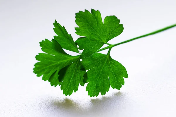 Green Twig Parsley Spring Time — Stock Photo, Image