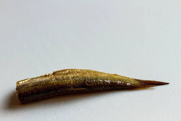 Golden Sprat Fish White Surface — Stock Photo, Image