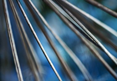 Kuru otların kökleri.