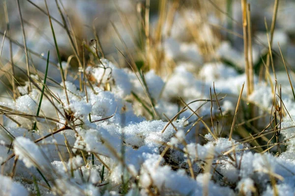 Вирощування Зеленої Трави Під Снігом — стокове фото