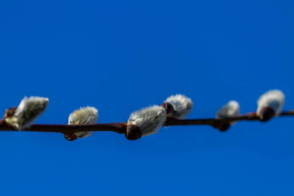 Fluffy Pilen Blommar Våren — Stockfoto