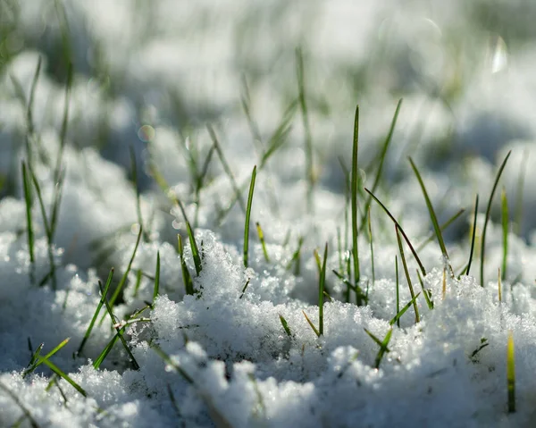 Cultiver Herbe Verte Sous Neige — Photo