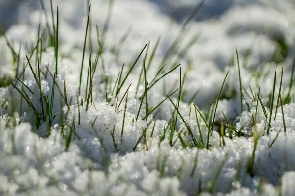 雪の下で緑の草を育てる — ストック写真
