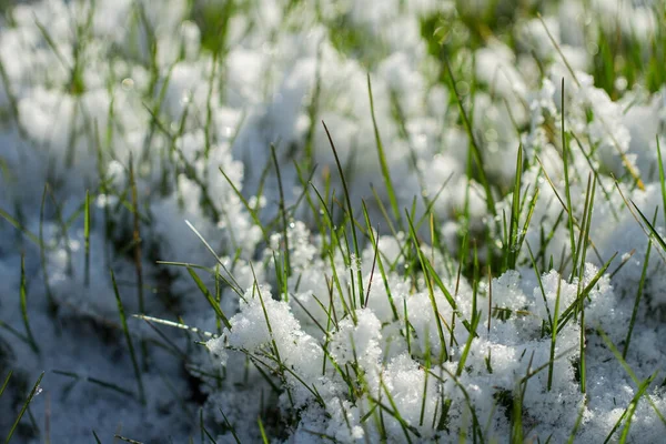 雪の下で緑の草を育てる — ストック写真