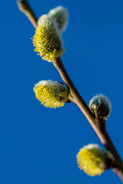 Bolyhos Fűzfa Tavasszal Virágzik — Stock Fotó