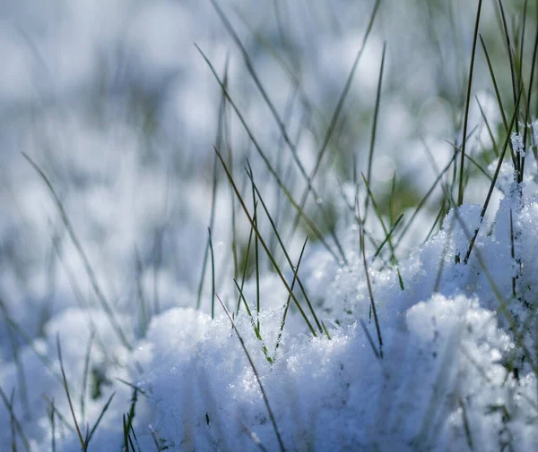 Karların Altında Büyüyen Yeşil Çimenler — Stok fotoğraf