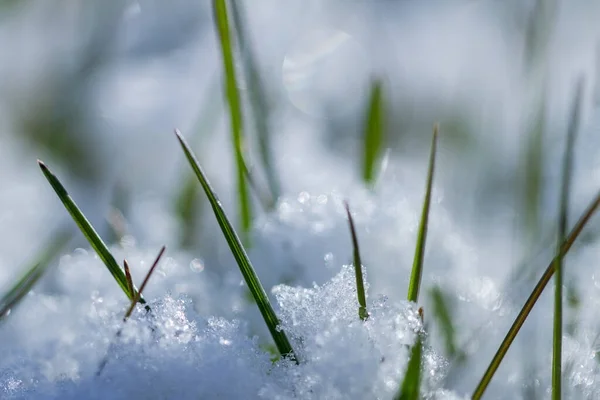 Crecimiento Hierba Verde Bajo Nieve — Foto de Stock