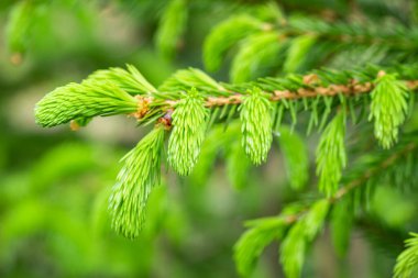 Bahar mevsiminde büyüyen köknar ağacı.