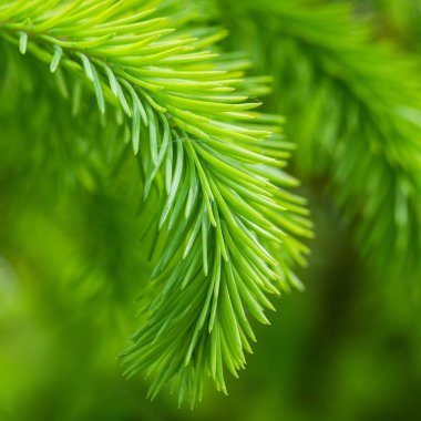 Bahar mevsiminde büyüyen köknar ağacı.