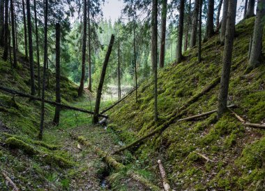 Esrarengiz ağaçlar. 