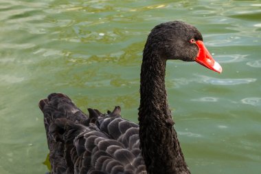 Su yüzeyinde siyah kuğu.