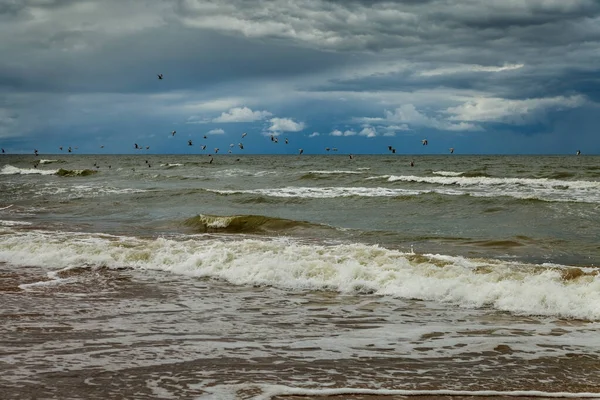 Till Naturkusten Med Flock Fåglar — Stockfoto