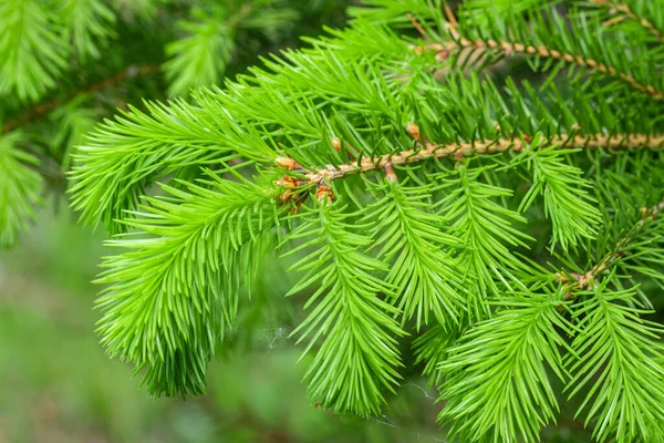 Junge Tanne Wächst Frühling — Stockfoto