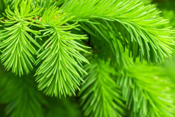 Junge Tanne Wächst Frühling — Stockfoto