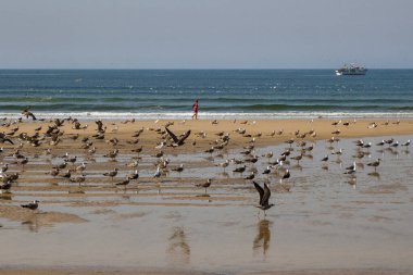Portekiz 'de bir sürü martı bulunan kıyı şeridi manzarası.
