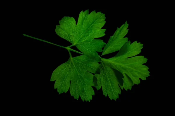 Grüner Zweig Petersilie Isoliert Auf Schwarzer Oberfläche — Stockfoto
