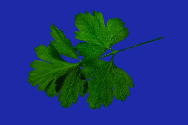 Green Twig Parsley Isolated Blue Surface — Stock Photo, Image