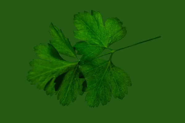 Grüner Zweig Petersilie Isoliert Auf Grüner Oberfläche — Stockfoto