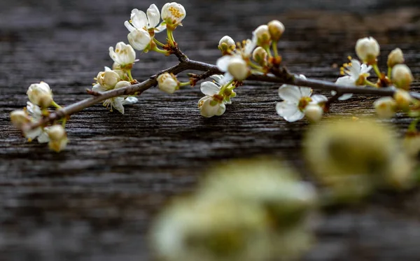 Twigs Cherry Plum Willow Rough Surface — Stock Photo, Image