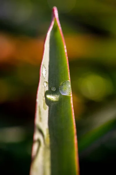 Большой Растущий Лист Тюльпана Капельками Воды — стоковое фото