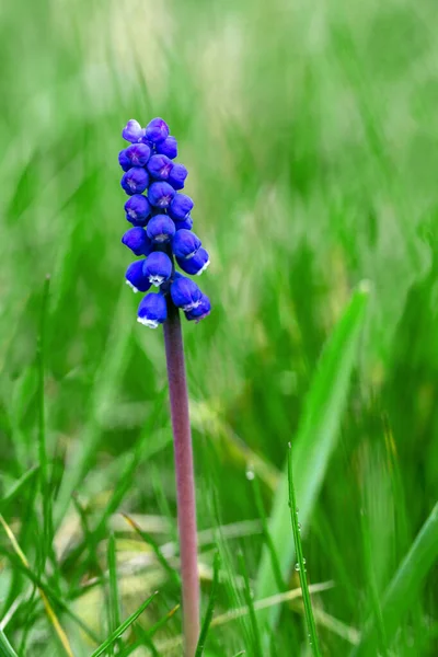 Muscari Plant Groeiend Een Weide — Stockfoto