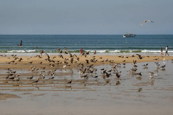 포르투갈에 갈매기가 해안선의 — 스톡 사진