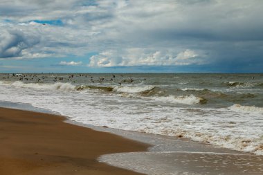 Kuş sürüsüyle birlikte doğal sahile bakın..