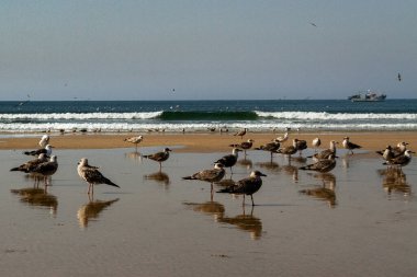 Bir sürü martılı kıyı şeridi manzarası.
