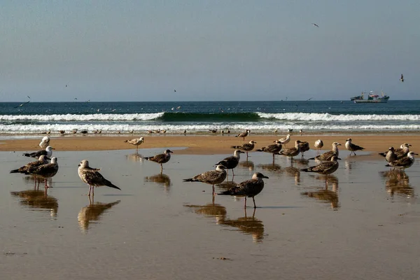 Bir sürü martılı kıyı şeridi manzarası.