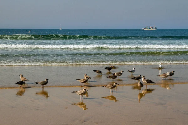 Vista Costa Com Muitas Gaivotas — Fotografia de Stock