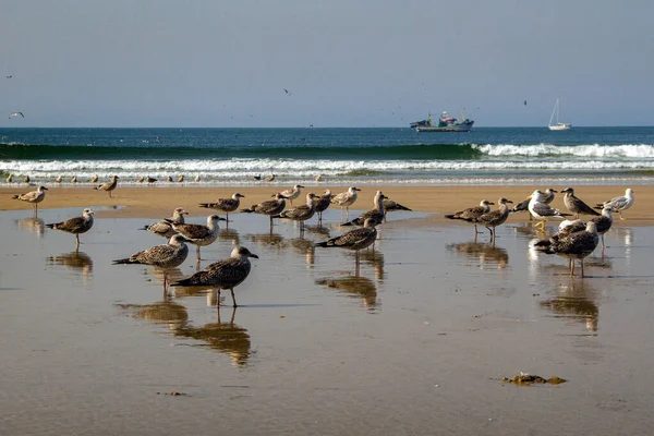 Bir sürü martılı kıyı şeridi manzarası.