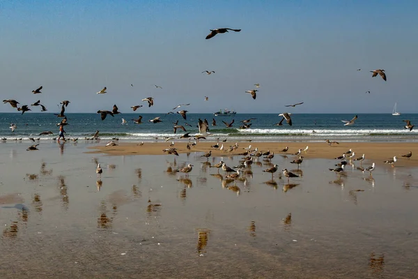 カモメがたくさんいる海岸線の眺め — ストック写真