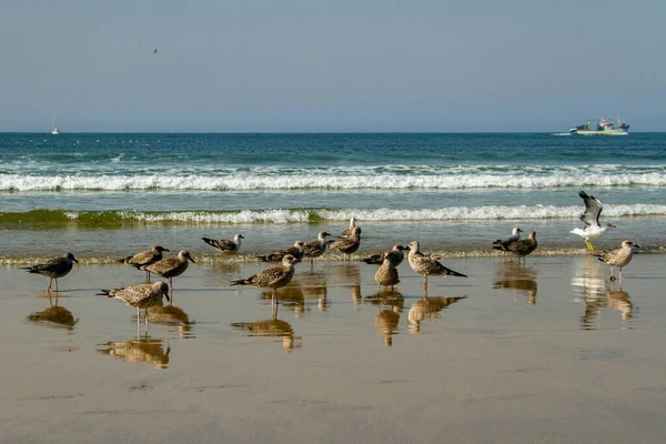 カモメがたくさんいる海岸線の眺め — ストック写真