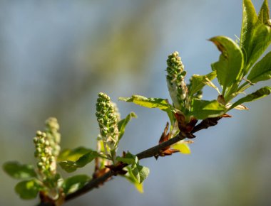 İlkbaharda kiraz dalları.