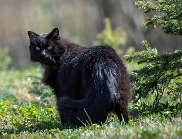 Schöne Alte Schwarze Katze Draußen — Stockfoto