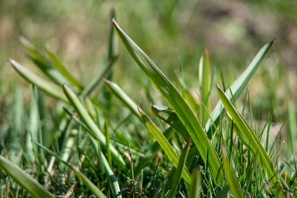 Μακρύ Πράσινο Γρασίδι Και Φύλλα Τουλίπας Μια Άνοιξη — Φωτογραφία Αρχείου