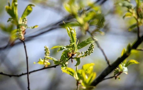 Twigs Bird Cherry Spring Time — Stock Photo, Image