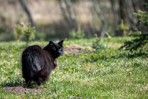 Schöne Alte Schwarze Katze Draußen — Stockfoto