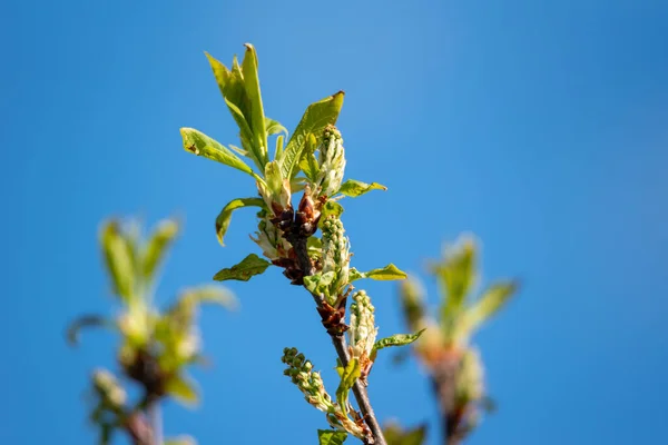 Twigs Bird Cherry Spring Time — Stock Photo, Image