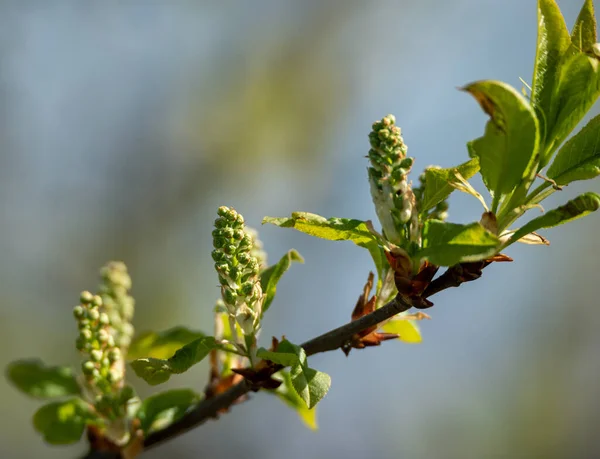 Twigs Bird Cherry Spring Time — Stock Photo, Image